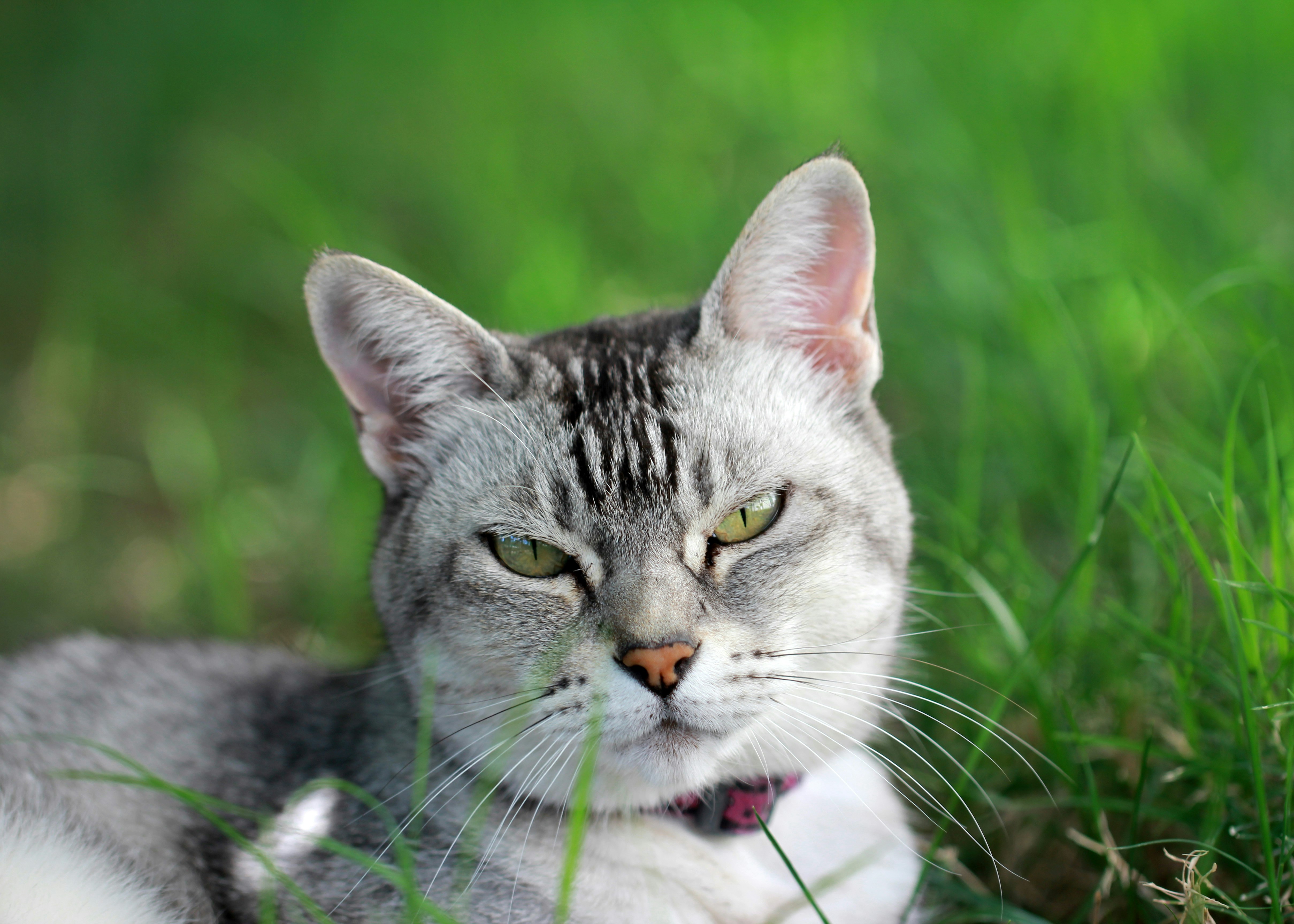 silver tabby cat on white textile